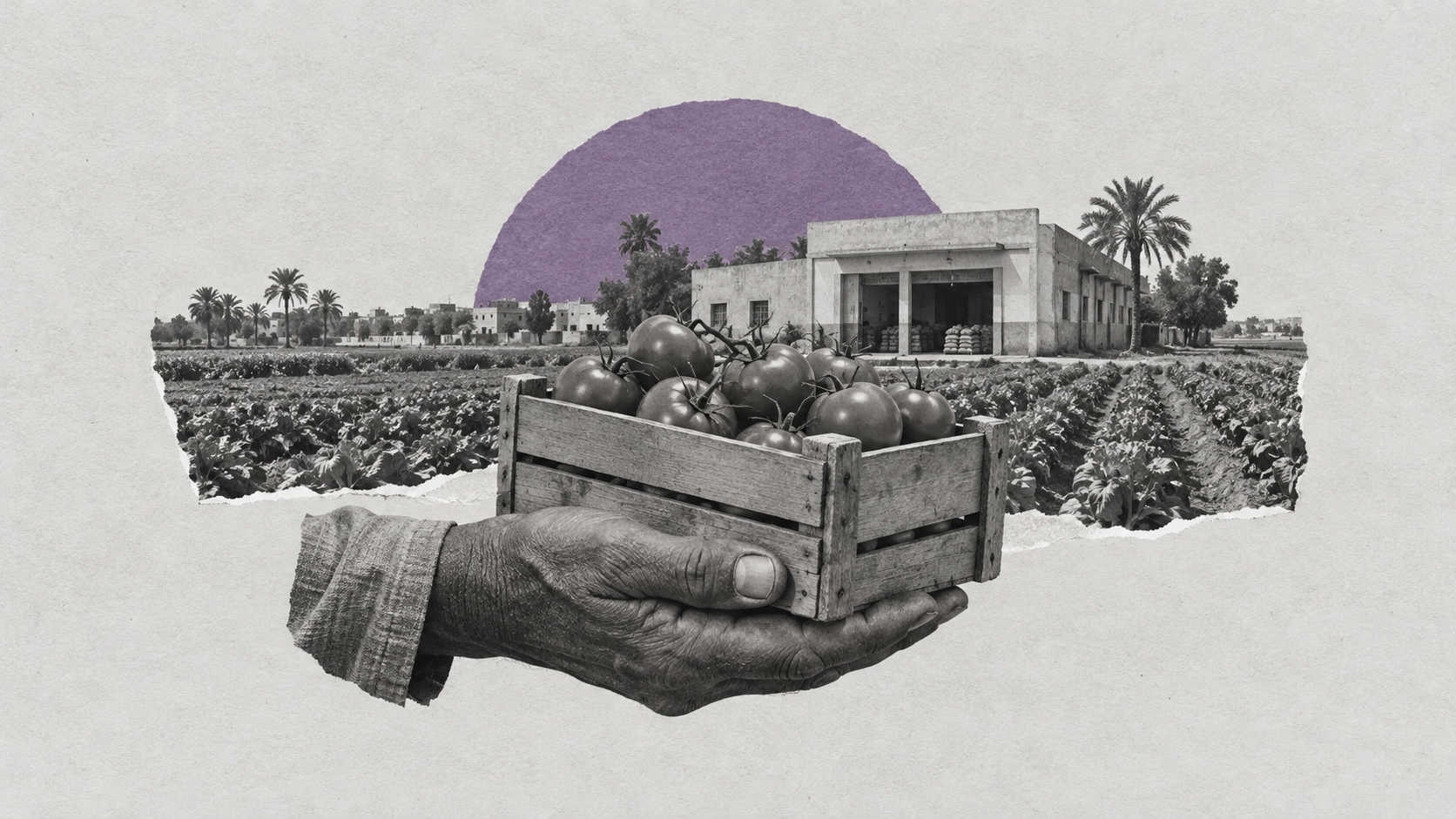 Egypt’s Agricultural Cooperatives: Why Is Reform Failing to Reach Farmers?